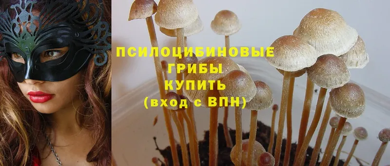 omg ссылки  где найти   Северск  Галлюциногенные грибы Psilocybe 